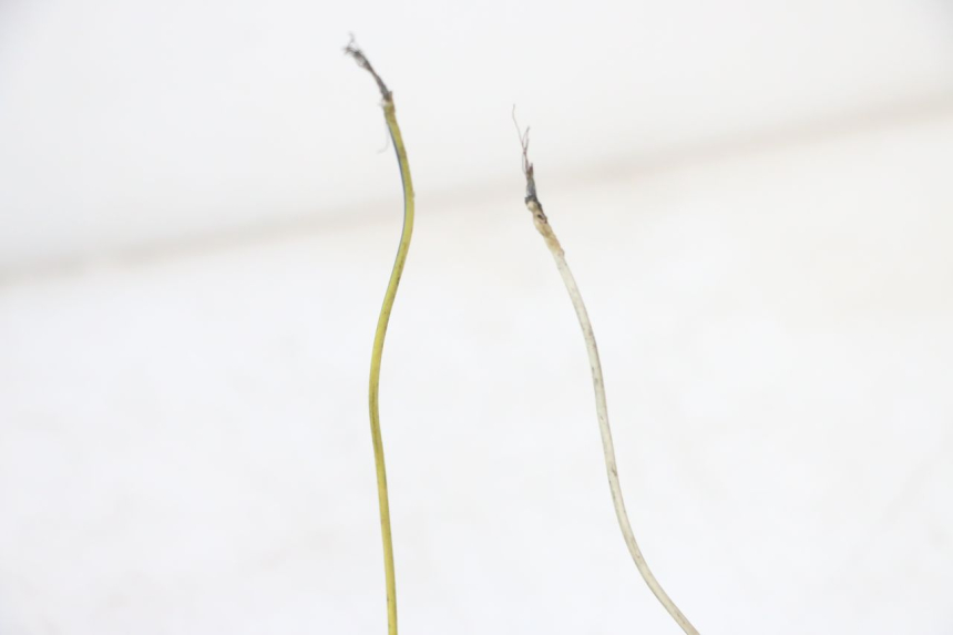 photo de WIRING HARNESS PEUGEOT TREKKER 50 (1995 - 2004) - Technical close-up