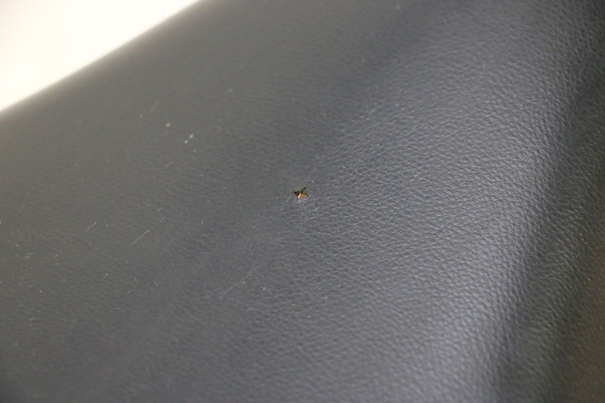 photo de SEAT PEUGEOT LUDIX SNAKE 2T 50 (2004 - 2014) - Technical close-up