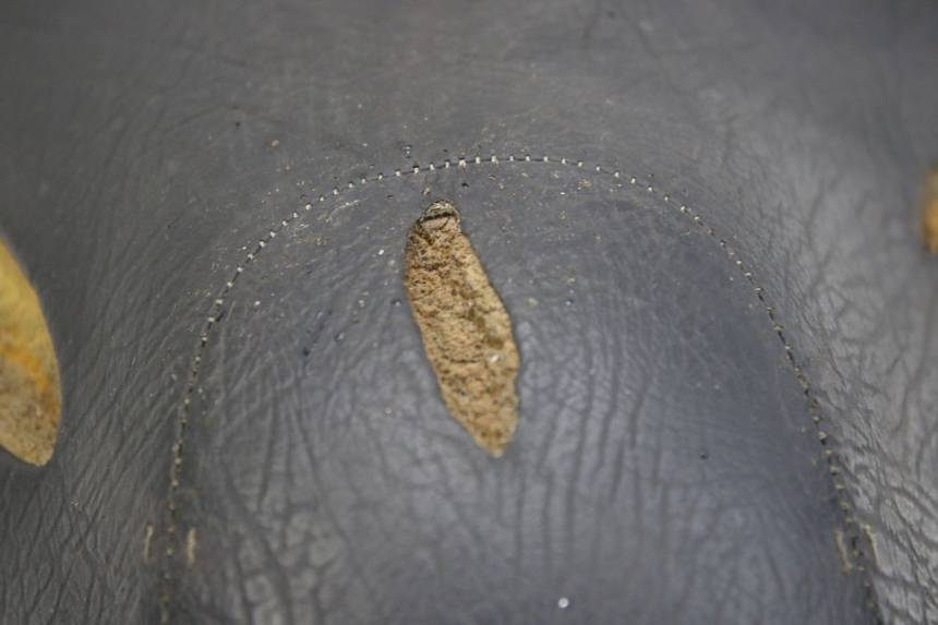 photo de SEAT APRILIA SCARABEO 100 (2003 - 2012) - Distinctive features