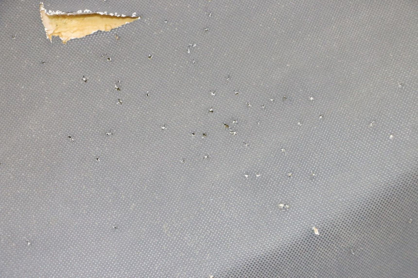 photo de SEAT TNT MOTOR BOSTON 4T 50 (2018 - 2025) - Zoom on usage condition