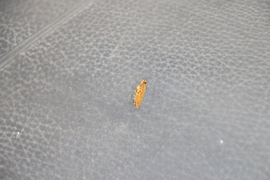 photo de SEAT PIAGGIO TYPHOON 80 (1994 - 1997) - Zoom on usage condition